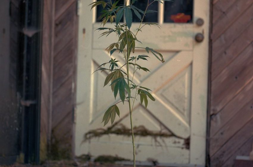  Chad Unger documents his time living and working on a small-scale marijuana farm