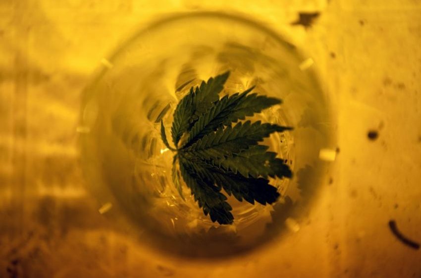 Legal Marijuana, But Uruguayans Still Prefer Black Market