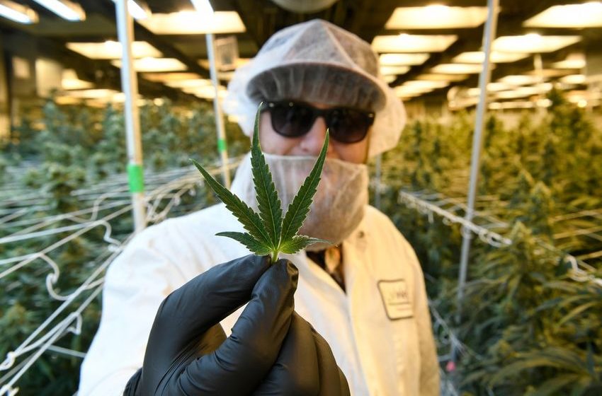  LivWell to be Colorado cannabis giant after powerhouse PharmaCann plans to buy boutique chain