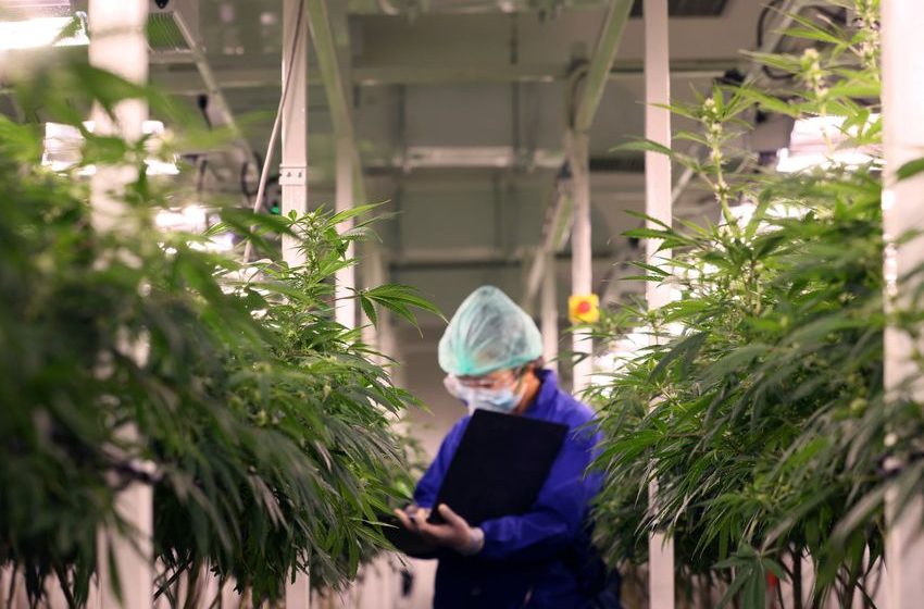  3 Top Pot Stocks to Watch in September