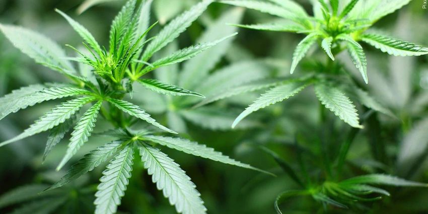  Prenatal marijuana exposure may put kids at risk of mental health disorders, study says