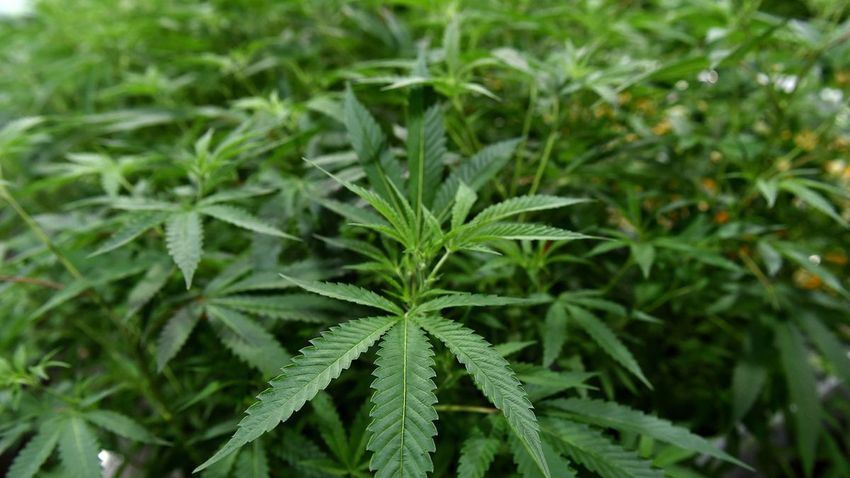  Florida sets dosage, supply limits for doctors prescribing medical marijuana