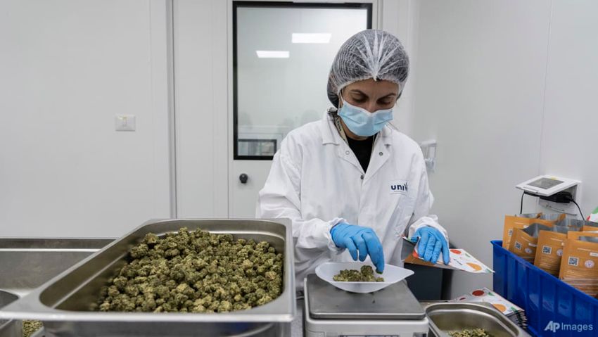  Japan health panel recommends allowing import, use of medical marijuana products