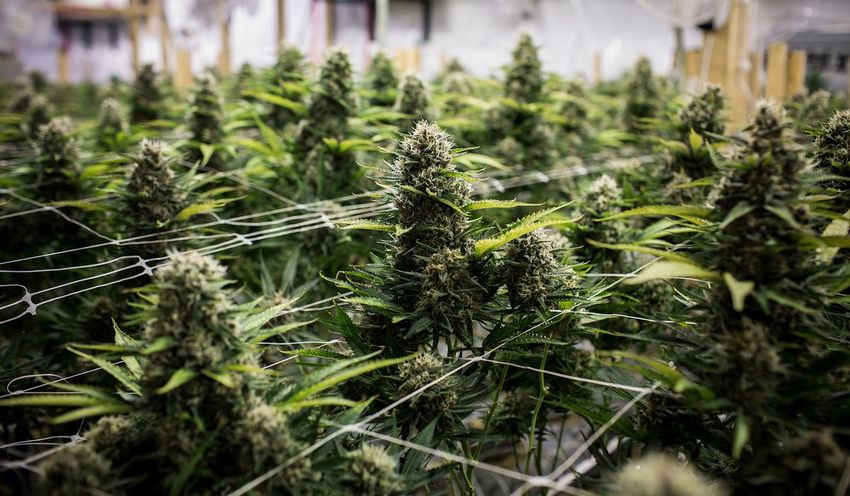 Pot Stocks Still Offer Promise — Many as Shorts, Fund Manager Says