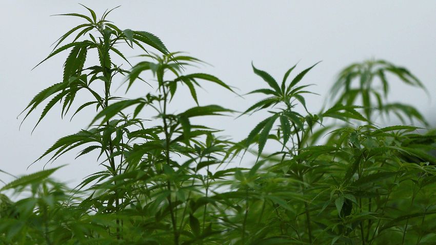  Japanese health panel recommends importation and use of medical marijuana