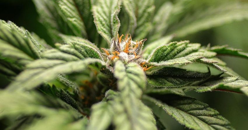  Missouri’s Roman Catholic bishops oppose legalization of recreational marijuana