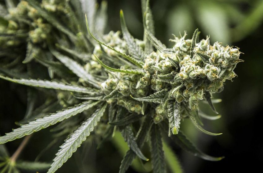  Judge rules Nevada must remove marijuana, cannabis, and cannabis derivatives from Schedule I drug list [Spiffy]