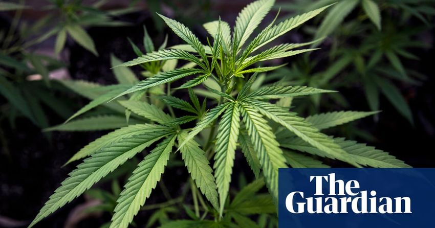  Boom in unapproved medicinal cannabis products worries Australian experts