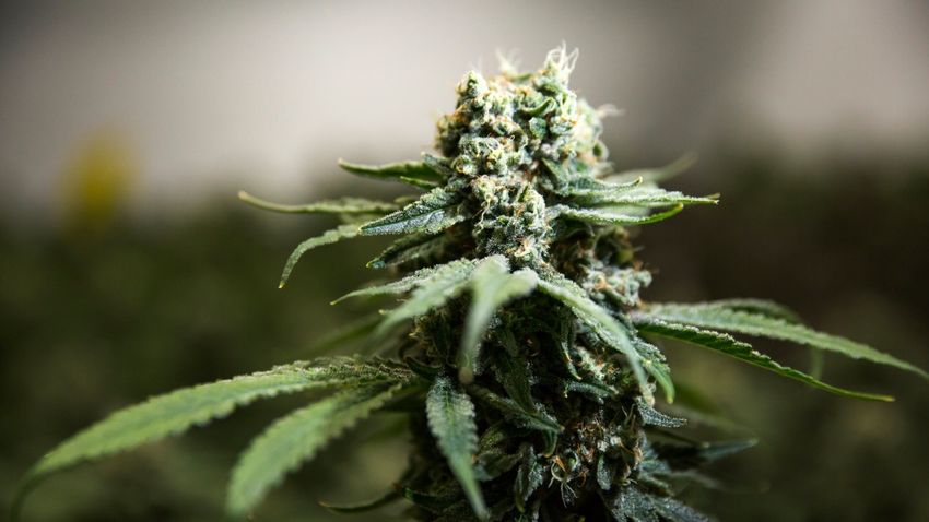 Western researchers show effects of cannabis exposure on developing brain of fetus – CTV News London