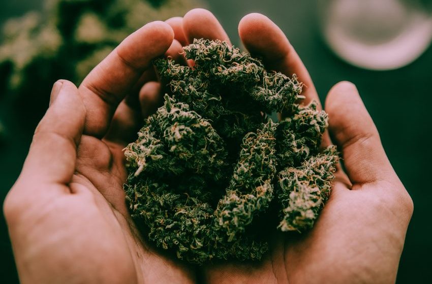 Weed Strain of the Week: Guava Kush
