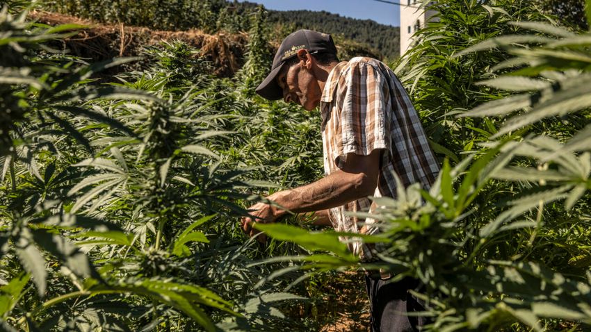  In Morocco hills, cannabis farmers bet on budding industry