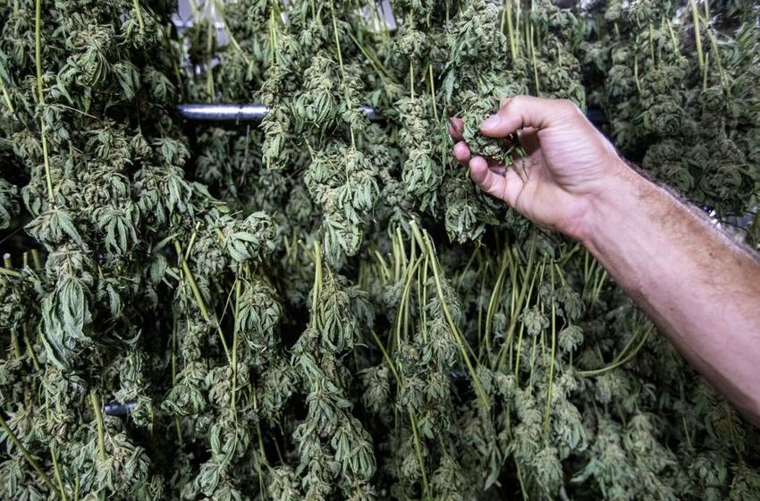Biden’s Promise to Review Pot Laws Leaves Companies in Limbo