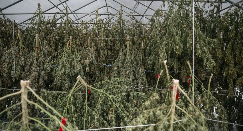  New York’s fall marijuana harvest is in, but can you actually smoke it?