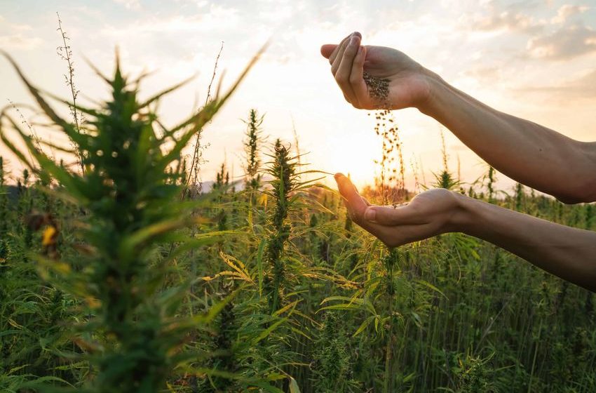 Pennsylvania Grant Program Sets Up $200,000 for Hemp Education, Marketing | High Times