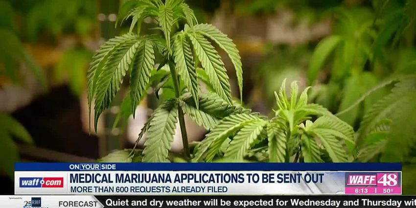  Medical marijuana business applications to be sent out Monday – WBRC