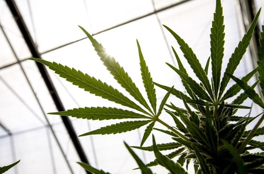  Cannabis firm Canopy Growth to enter US market through holding company – BusinessLIVE