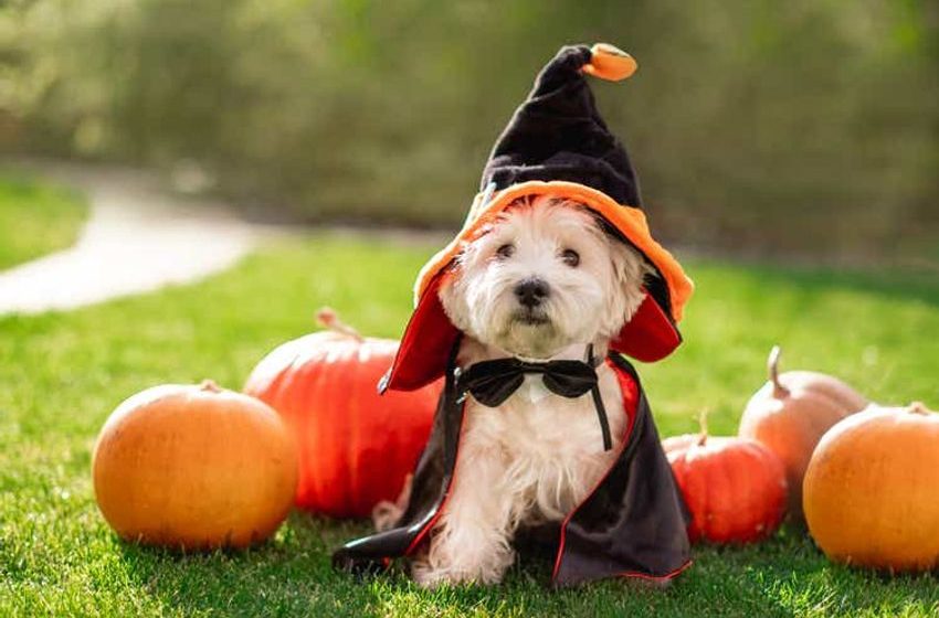  Buy 9 Harvest-Time October Dividend Dogs