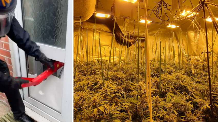  Cannabis plants worth £115,000 seized by police