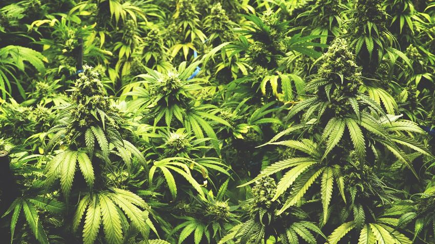  Auburn man pleads guilty to ‘black-market’ marijuana growing operation