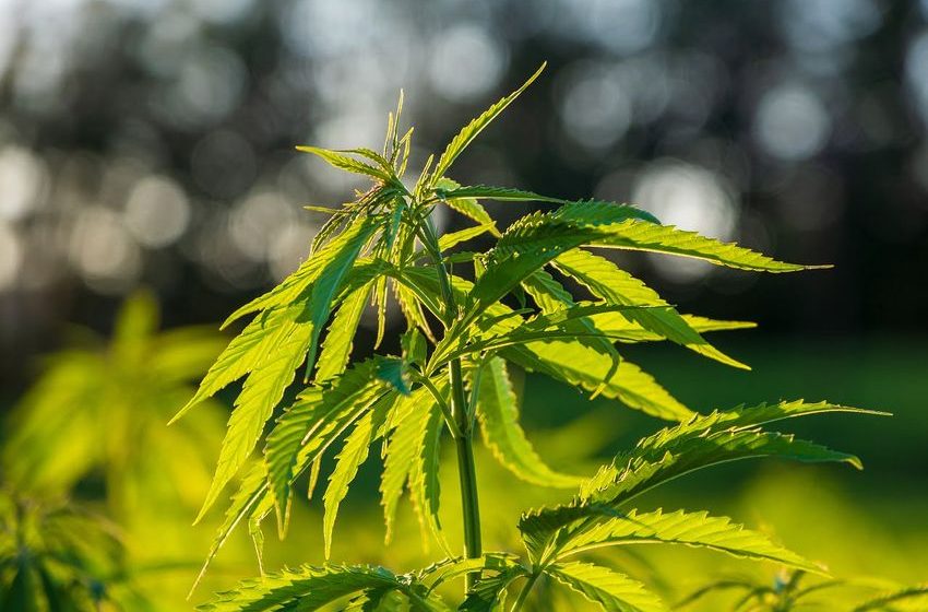  Cannabis Stocks Rocket To A Record Day After Biden Lights The Fuse: Expert Comment