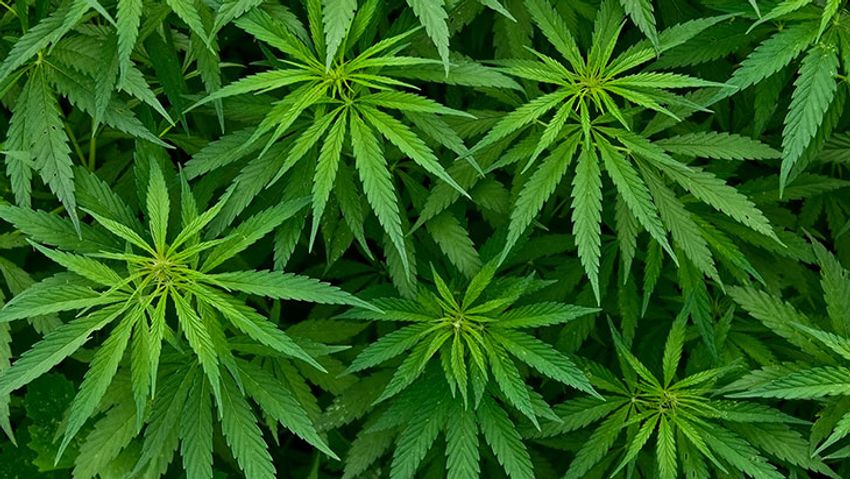  Urgent Action Needed for Marijuana Legalization