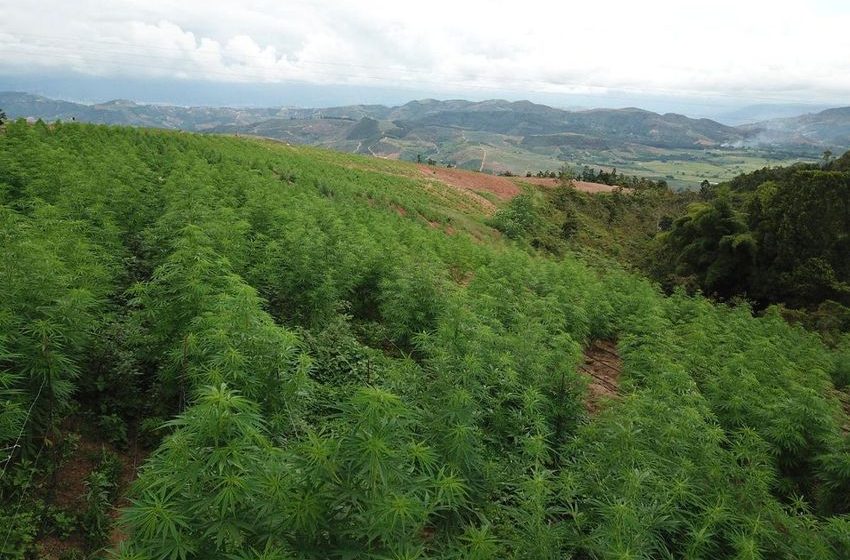  Cannabis Powerhouse Flora Growth Announces Acquisition Of Franchise Global Health