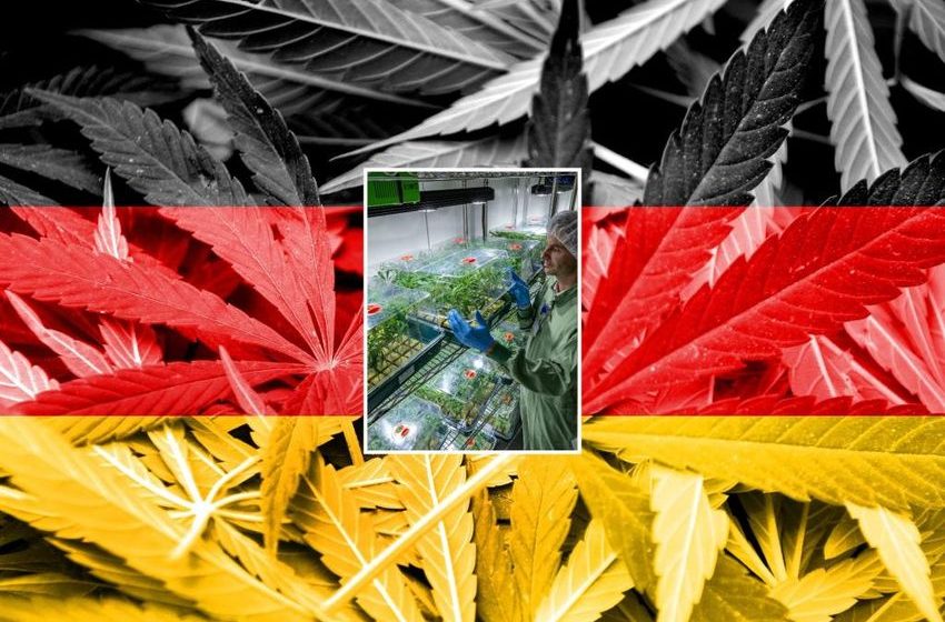  Germany plans to legalize cannabis for recreational use