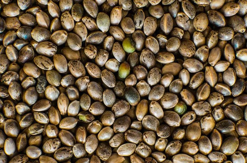  What are the Potential Health Benefits of Sativa Seeds?
