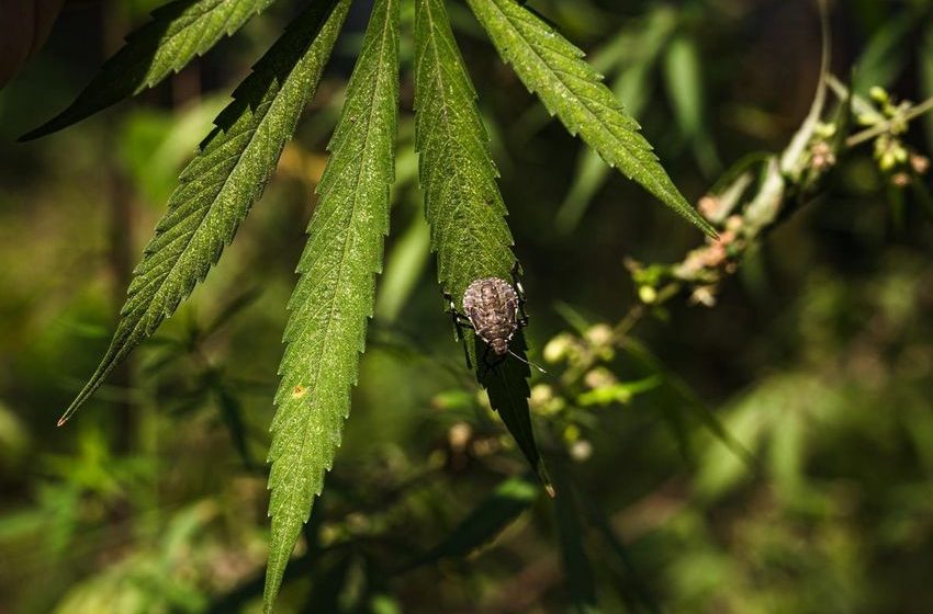  ‘Toxic Act’ Would Target Banned Pesticides On Illegal Cannabis Farms On Federal Land
