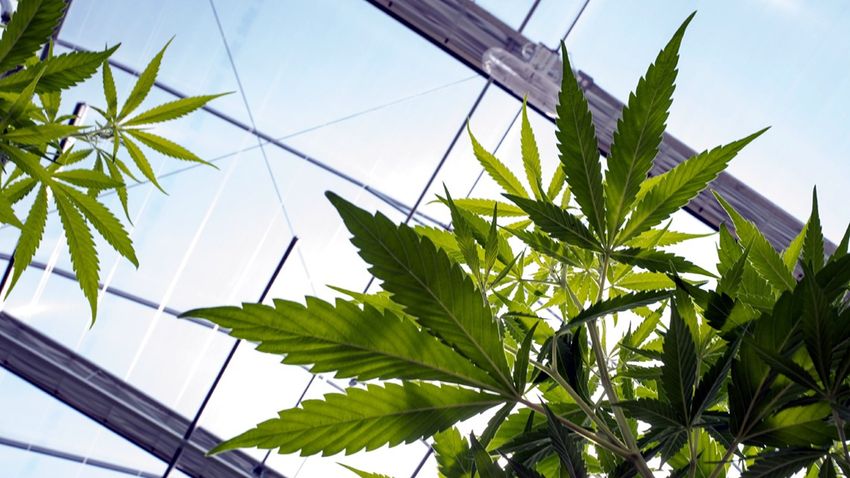 City of Huntsville considers medical cannabis program