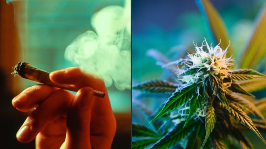  Police commissioners calling for cannabis to be made Class A drug