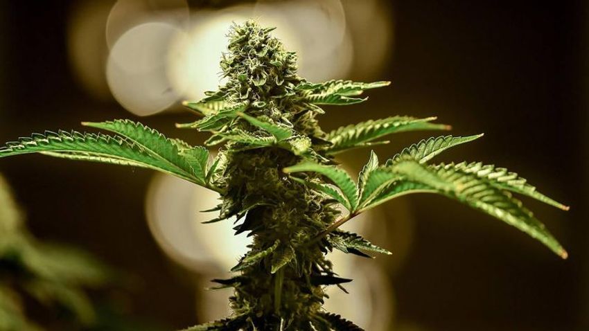  When marijuana is on the ballot, it wins