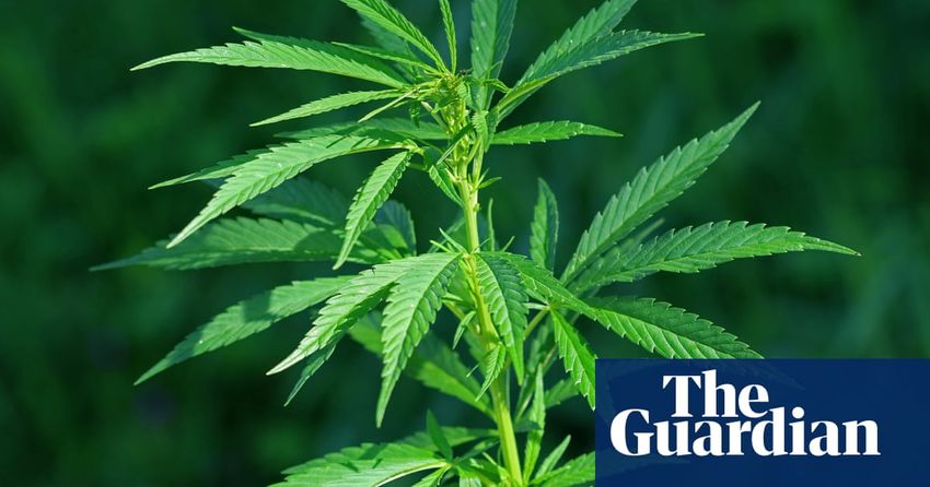  Could hemp be a key tool in fight against climate change?