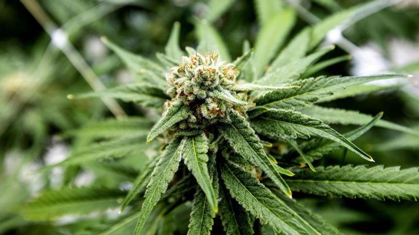 Marijuana legalization on the ballot in these states: Here’s what voters decided