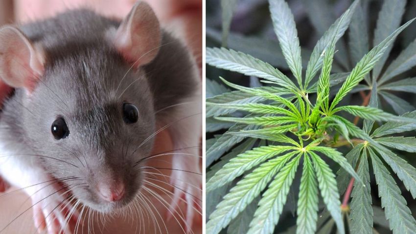 Police in India claim rats ate almost 600kg of confiscated marijuana