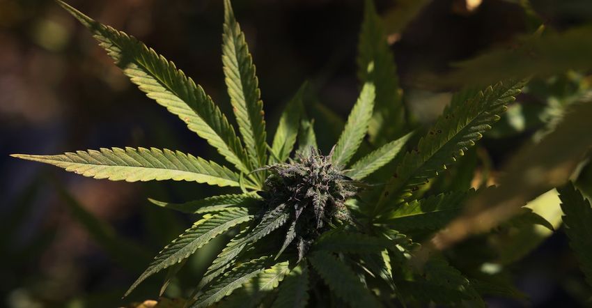  Maryland and Missouri Vote to Legalize Marijuana