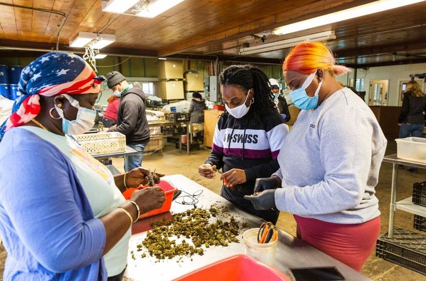 Instagram Is the New Neighborhood Pot Dealer