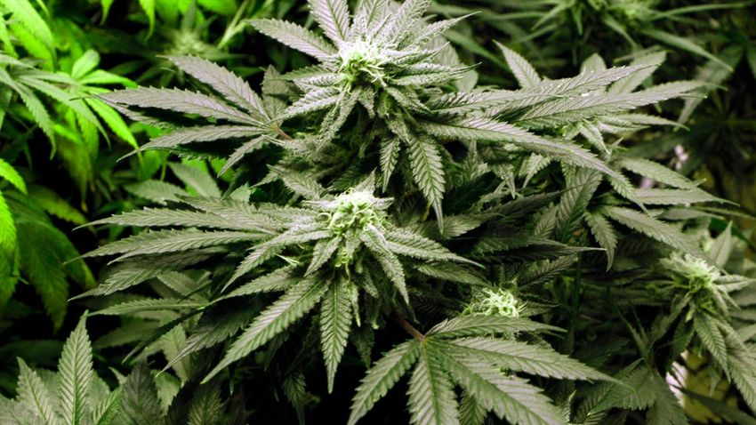  AP: Maryland legalizes recreational marijuana