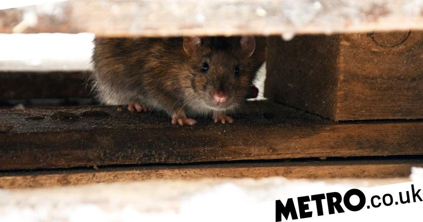  Police claim rats ate 200kg of cannabis that vanished from station