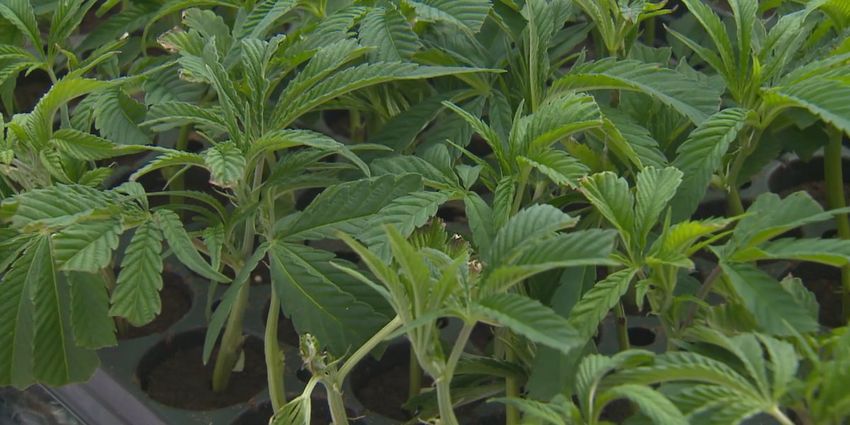 Voters approve recreational marijuana in Missouri – KY3
