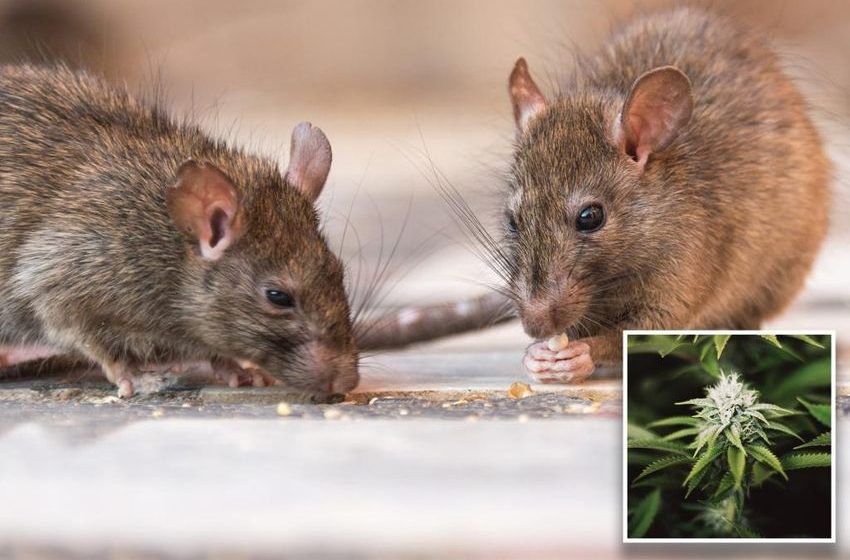  Oh rats! Police say rodents stole marijuana stash worth $500K