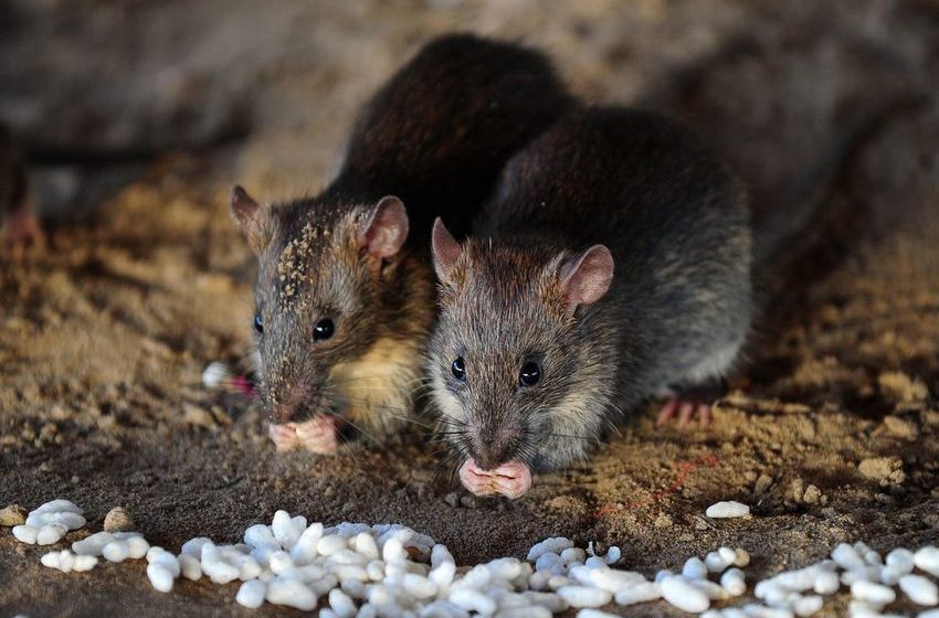  Rats destroy nearly 500kg of cannabis seized from drug dealers, say Indian police