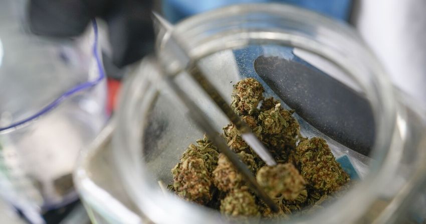  Marijuana is on the ballot in 5 states