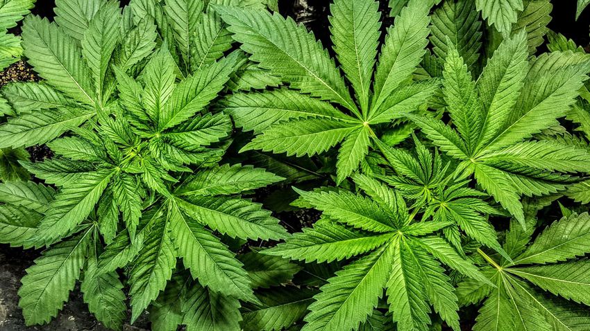  North Dakota Voters Reject Marijuana Legalization