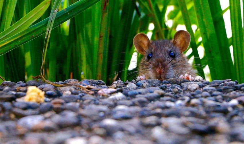  Drugged-up rats blamed for eating police evidence in India