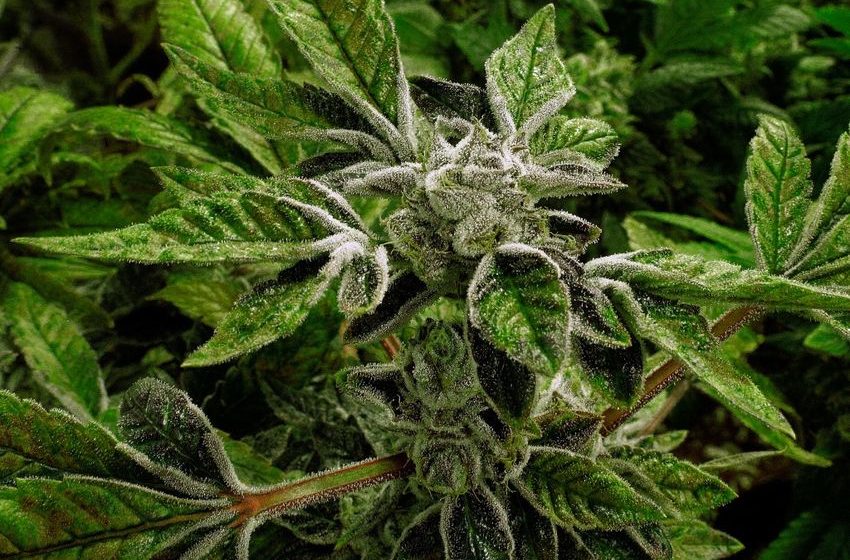 317,793 pot arrests in 2020