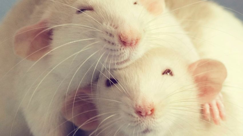  Cops Blame Rats as 440 Pounds of Seized Cannabis Vanishes