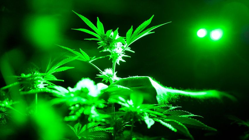 New York issues first cannabis dispensary licenses in 36 locations, plans to issue 175
