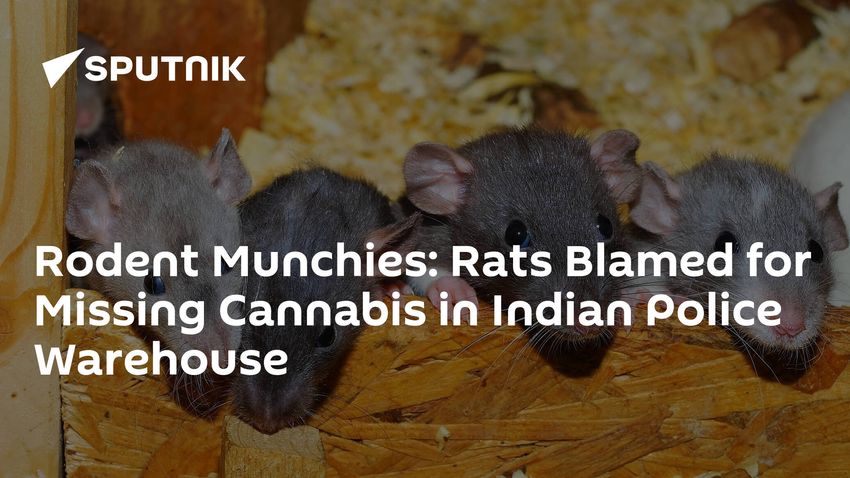  Rodent Munchies: Rats Blamed for Missing Cannabis in Indian Police Warehouse