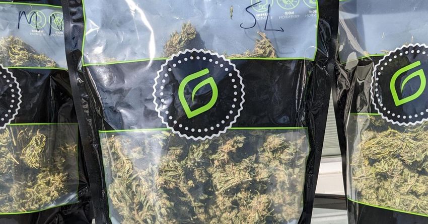 CASEY: A bountiful harvest of politician pot